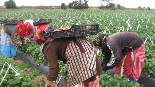 Personas trabajando en el campo